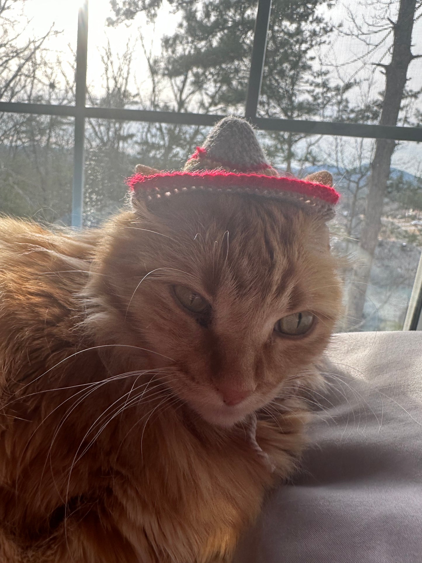 Sombrero Cat/Dog Hat