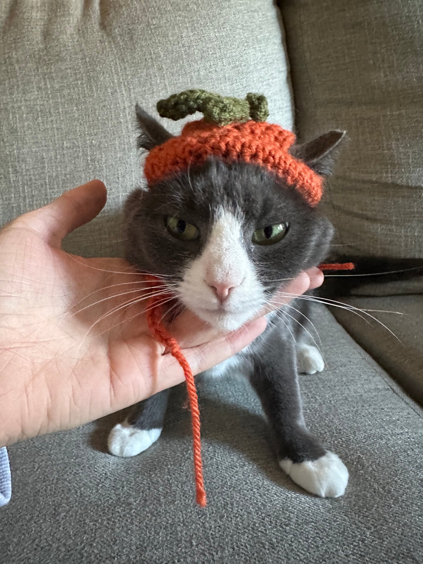 Veggie Cat Hats