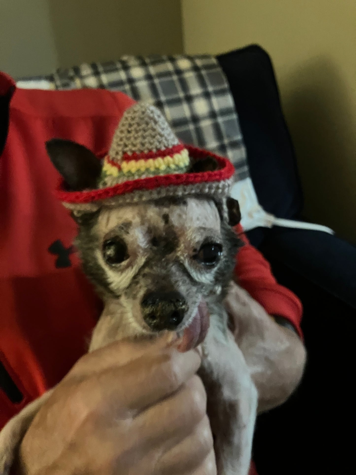 Sombrero Cat/Dog Hat